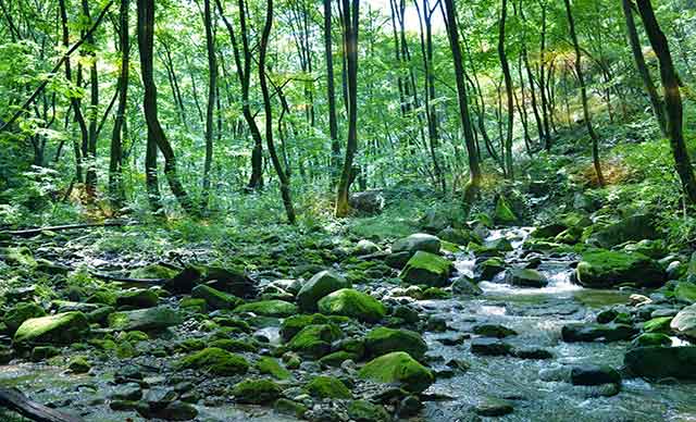 西安市·鄠邑区·太平峪西寺沟山野营地